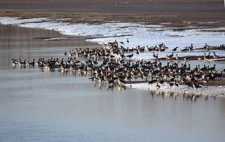 七九河开,七九河开，万物复苏