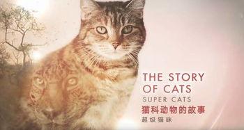 猫科动物的故事,神秘猎手的传奇故事